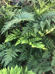 Rumohra adiantiformis