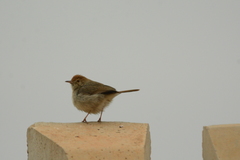 Cisticola chiniana