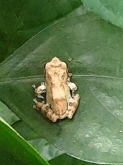 Raorchestes sanctisilvaticus