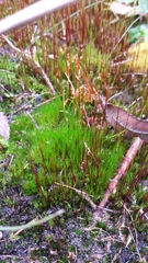 Ditrichum heteromallum