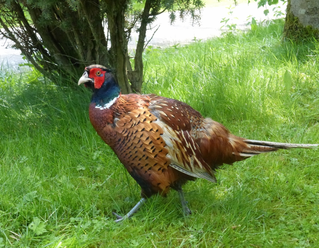 Ring-necked Pheasant from Fountains abbey on May 14, 2014 by Allison ...