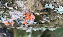 Cytospora chrysosperma