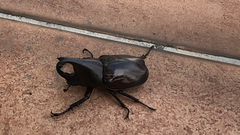 Xylotrupes