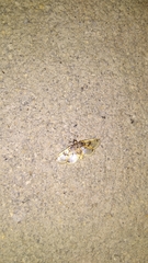 Compacta hirtalis