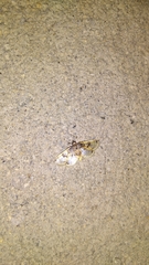 Compacta hirtalis