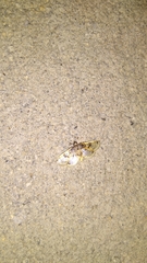 Compacta hirtalis