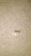 Compacta hirtalis