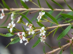 Sannantha pluriflora
