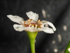 Sannantha pluriflora