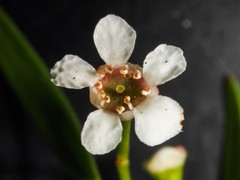 Sannantha pluriflora