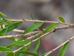 Sannantha pluriflora