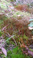 Ditrichum heteromallum