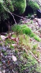 Ditrichum heteromallum