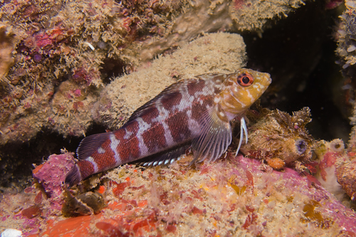 Banded triplefin (Forsterygion malcolmi) — Tripterygiidae