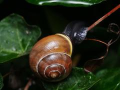 Cepaea nemoralis