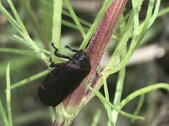 Prosapia ignifera