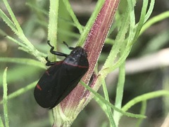 Prosapia ignifera