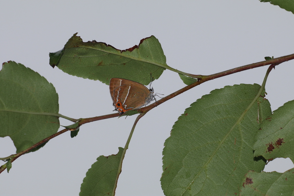 Esakiozephyrus neis