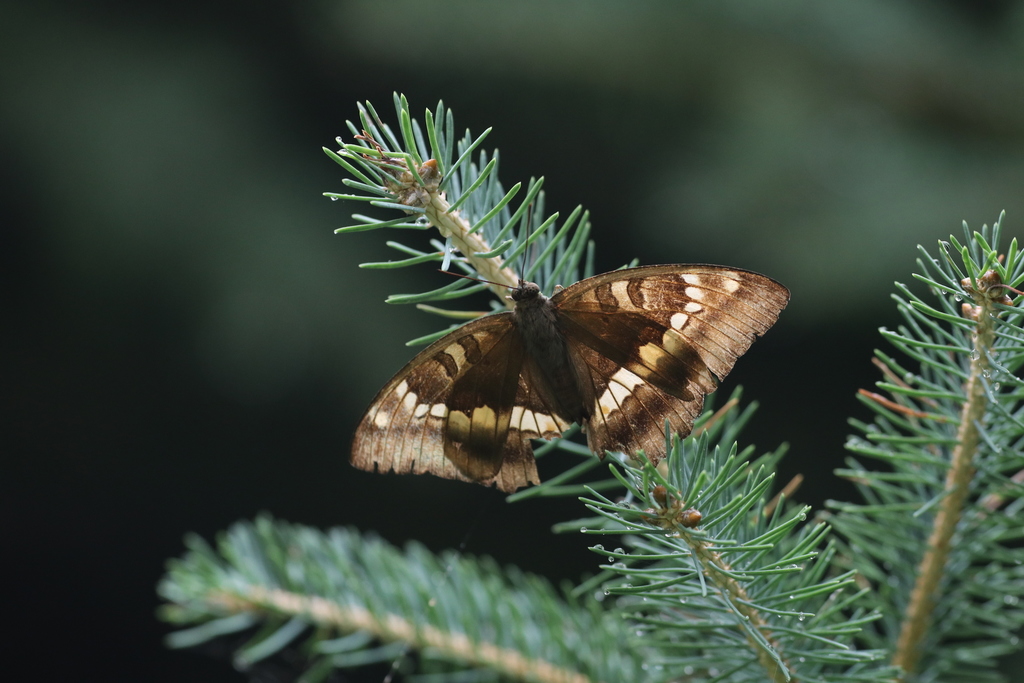 Euthalia kameii