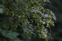 Acer davidii grosseri