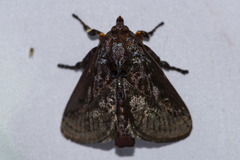 Phocoderma