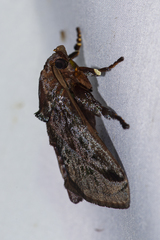 Phocoderma