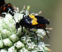 Macrosiagon flavipennis