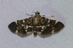 Piletocera sodalis
