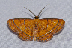 Scardamia iographa