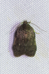 Acriinae