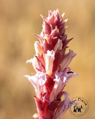 Orobanche camptolepis