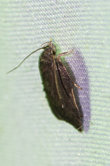 Acriinae