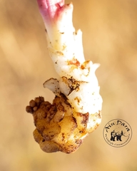 Orobanche camptolepis