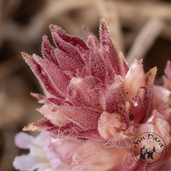 Orobanche camptolepis
