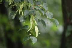 Tilia paucicostata