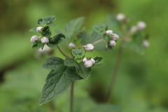 Eriocapitella vitifolia