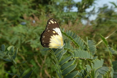 Belenois creona creona