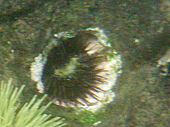 Echinometra vanbrunti