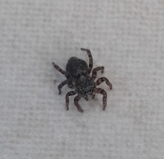 Pseudeuophrys erratica