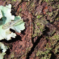 Austrolimnophila argus