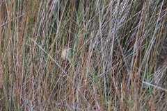 Cistothorus palustris image