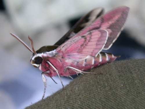 Sphinx de Dahl (Le), Sphinx corse (Le)