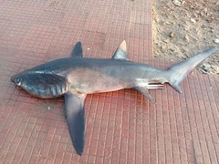 Bigeye Thresher photo 5
