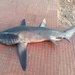 Bigeye Thresher Shark - Photo (c) mayurfulmali, some rights reserved (CC BY-NC)