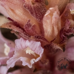 Orobanche camptolepis