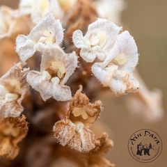 Orobanche camptolepis