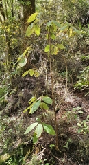 Brachyglottis hectorii