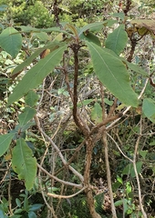 Brachyglottis hectorii