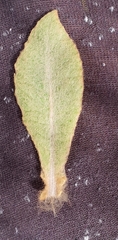 Brachyglottis hectorii