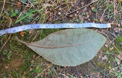 Brachyglottis hectorii